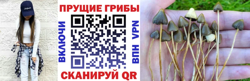 Галлюциногенные грибы Psilocybine cubensis Купить Магадан